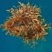 Sargassum - Photo (c) Kent Miller, some rights reserved (CC BY-ND), uploaded by Kent Miller