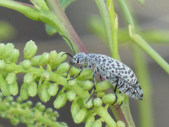 Epicauta maculata-group