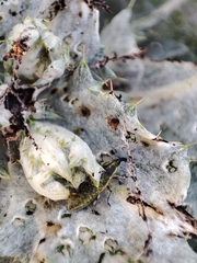 Lixus cardui