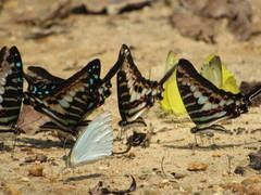 Graphium policenes policenes