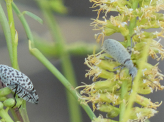 Epicauta maculata-group
