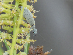 Epicauta maculata-group