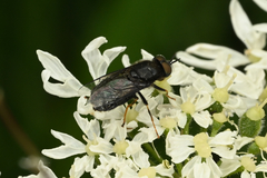Odontomyia tigrina