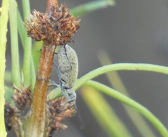 Epicauta maculata-group