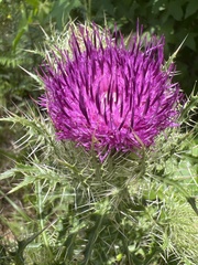 Cirsium horridulum vittatum