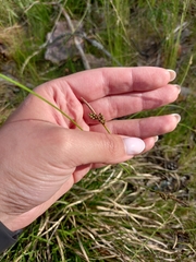 Carex panicea
