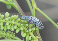 Epicauta maculata-group