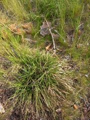 Carex panicea