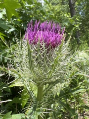 Cirsium horridulum vittatum
