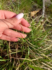 Carex panicea