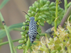 Epicauta maculata-group