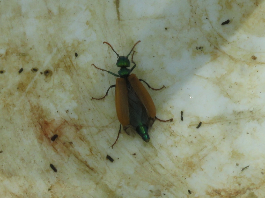 Lytta menetriesi