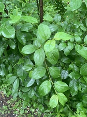 Rhamnus cathartica