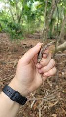 Anolis bicaorum