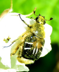 Trichiotinus assimilis