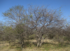 Commiphora mollis