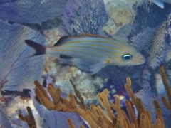 Haemulon carbonarium