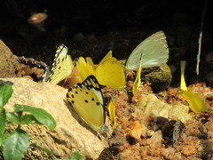 Belenois calypso calypso