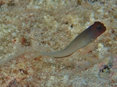 Ophioblennius macclurei