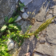 Rumex rugosus