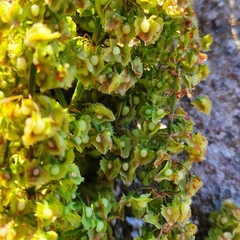 Rumex rugosus