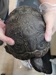 Trachemys scripta