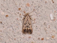 Neodactylota liguritrix