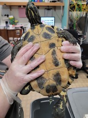 Trachemys scripta
