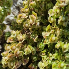 Rumex rugosus