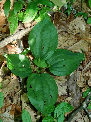 Image of Biltmore's Carrionflower (Smilax biltmoreana) by (c) Michael J. Papay, some rights reserved (CC BY)