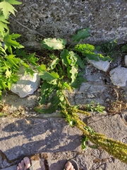 Rumex rugosus