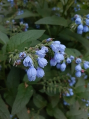 Symphytum caucasicum