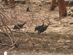 Numida meleagris galeatus