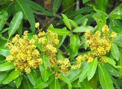 Heteropterys laurifolia
