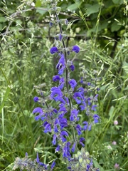 Salvia dumetorum
