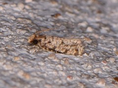 Amydria margoriella