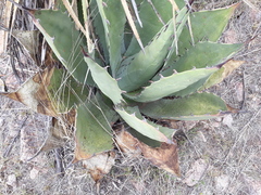 Agave durangensis
