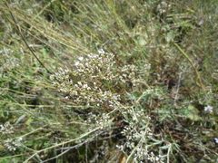 Galium octonarium