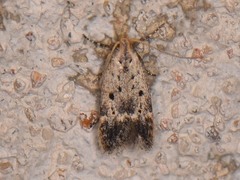 Neodactylota liguritrix