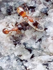 Temnothorax nigriceps