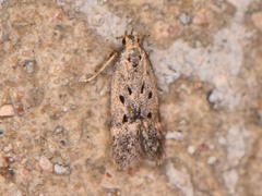 Neodactylota liguritrix