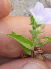 Convolvulus siculus image