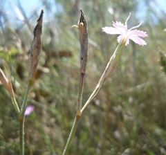 Dianthus carbonatus