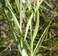 Psephellus trinervius