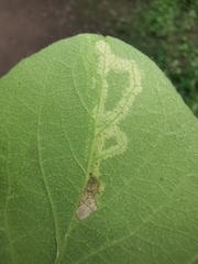 Aulagromyza cornigera