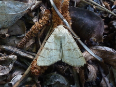 Charanyca apfelbecki