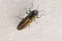 Agrilaxia