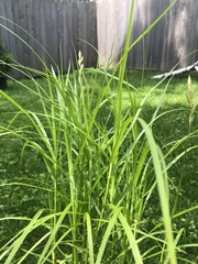 Carex muskingumensis