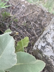 Hesperiinae