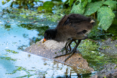Gallinula chloropus